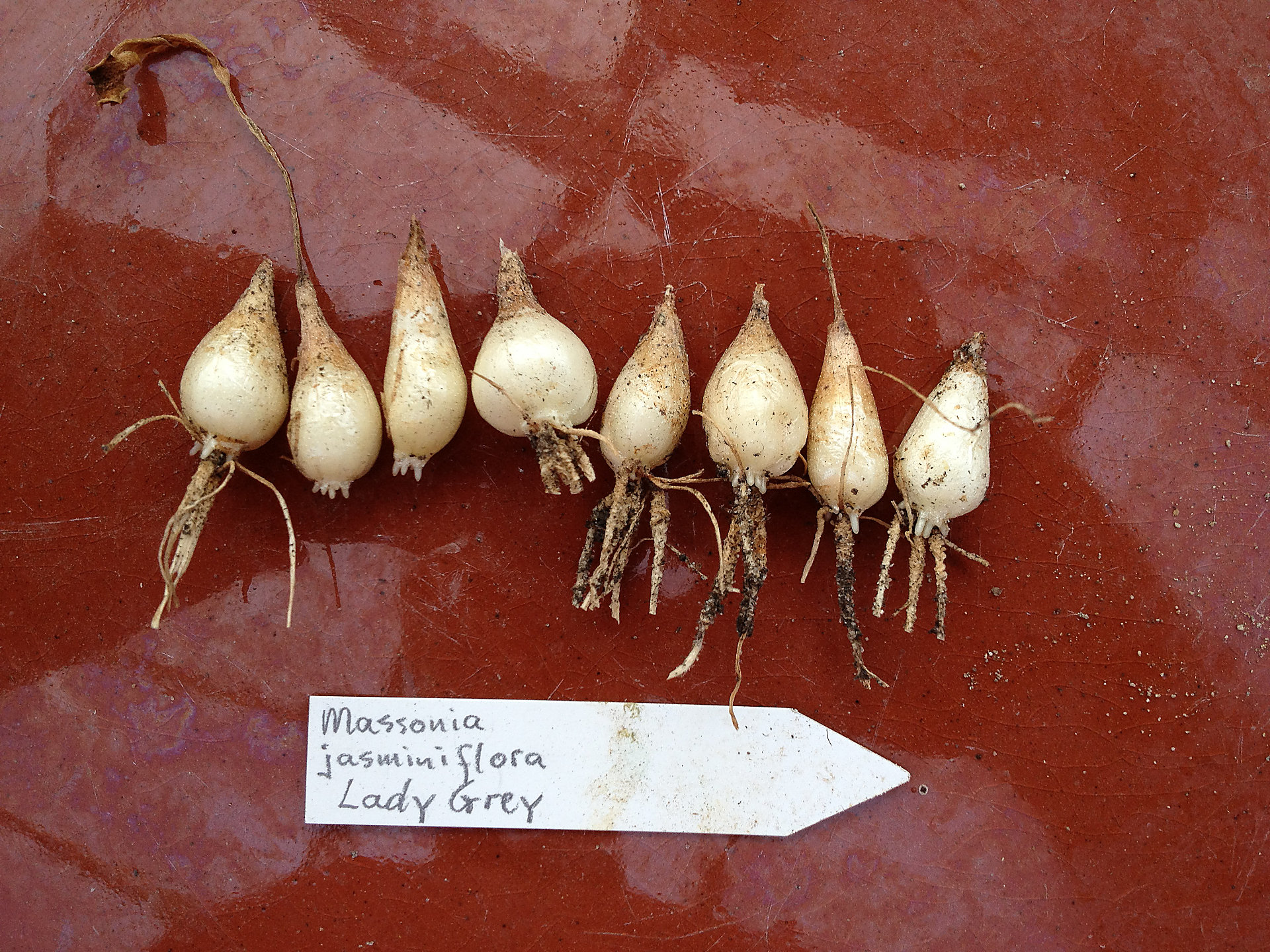 African RARE bulb plant seeds Massonia Pustulata Fresh 15Seeds